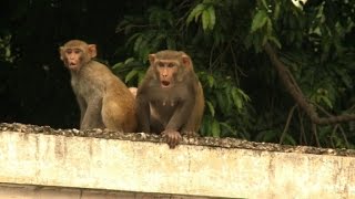 Hombres mono para alejar a los macacos [upl. by Latea]