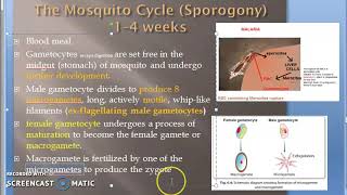 Parasitology 075 g Plasmodium Malaria Sporogony Mosquito Definite Travelling Vermicule Ookinete [upl. by Fabrianna117]