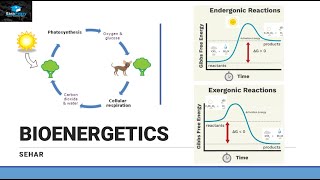 Introduction of Bioenergetics Part 1 [upl. by Aneehsar]