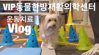 Vlog l 운동치료 한달경과 l VIP동물한방재활의학센터 by Dr신사경 l 캐롤캐로리 119 [upl. by Rheims]