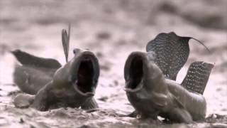 Mudskippers screaming fish Wait for it [upl. by Saire798]