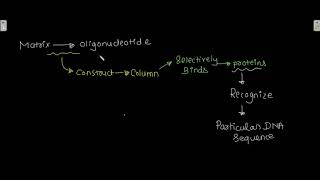 DNA affinity chromatography [upl. by Nyvar756]