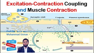 ExcitationContraction Coupling  Mechanism of Muscle Contraction  Muscle Physiology [upl. by Compton]