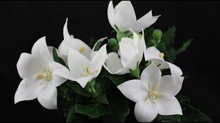 Platycodon grandiflorus quotAstra Whitequot  Ballonblume Balloon Flower [upl. by Yetti218]