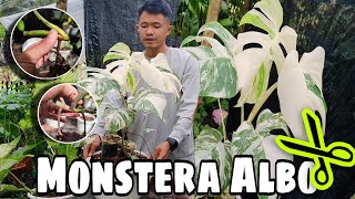 PROPAGATING MY MONSTERA ALBO BORSIGIANA  MY FIRST TIME [upl. by Anyad70]