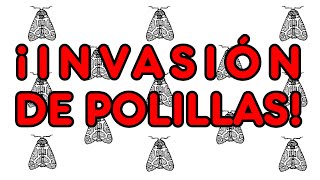 ¡Invasión de polillas explicación [upl. by Alis]