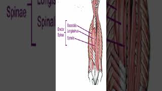 Anatomy Erector Spinae AKA Paraspinals Shorts [upl. by Bunker]