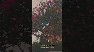 modhu maloti dake aay mobileshorts flowers modhumaloti trending jashore [upl. by Ready]