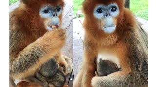 Golden Monkey Munchies A CloseUp Look at Their Diet [upl. by Asenej]