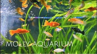 125 Gallon Sailfin Molly Aquarium  Colorful Molly Fish • Sailfin Mollies • Swordtails  1080p HD [upl. by Arahs]