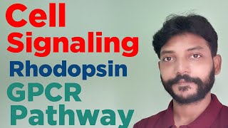 Cell signaling GPCR pathway quot Activation of Rhodopsin in Rod cellsquot Role of cGMP PDE [upl. by Eillib]