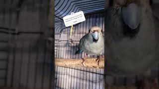 Kakariki Parrot Making Sounds birds funny kakariki shorts parrot budgies birds [upl. by Bergwall]