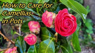 How To Grow Camellia Plant From Single Leaves [upl. by Anirok944]