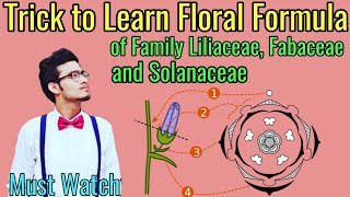 Trick to Write Floral Formulas of Family Fabaceae Solanaceae amp Liliaceae  Morphology via NCERT [upl. by Kramal840]