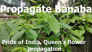 Banaba Tree Propagation Thru Cuttings Queens Flower Pride of India Propagation [upl. by Palmore]