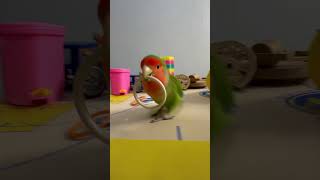 Bird Training  Smart lovebird Parrot  Smart Little Cute Parrot training smartparrot cute [upl. by Sauncho]