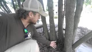 How to stop a tree stump from growing back [upl. by Harriott]