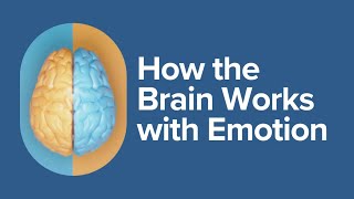 How the Brain Works with Emotion [upl. by Alcine622]