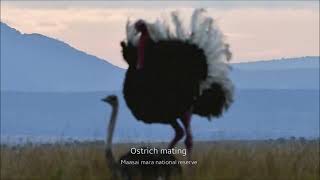 Ostrich mating dance [upl. by Sapphira588]