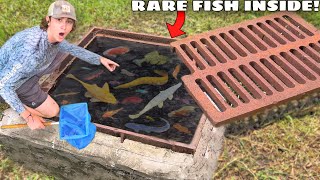 I Found a Sewer FILLED with RARE AQUARIUM FISH [upl. by Bendicty875]