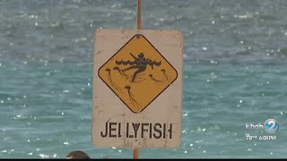 Ocean Safety officials post box jellyfish signs in Hawaii [upl. by Ainslie]