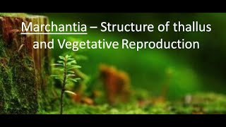 Marchantia  Structure and Vegetative Reproduction  Part 1 For BSc and MSc  By JYOTI VERMA [upl. by Ennayelsel429]