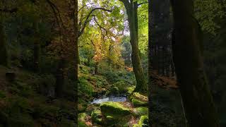 Wicklow a few weeks ago  so many colors in a sunny day autumncolours autumnlight tree nature [upl. by Vander763]