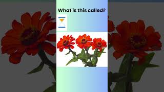 Can you name these Flower dailyenglish english learnvocabulary voacbulary [upl. by Hung]