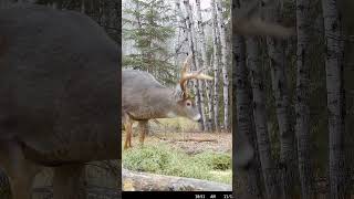 First Buck with the NEW Mathews Lift X Bigger Bucks to come hunting deerhunter deer [upl. by Nnaesor]