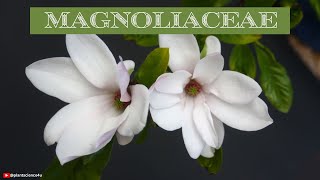 Magnolia Family  Magnoliaceae Family plantscience4u [upl. by Henriques]