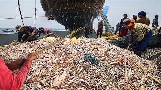 Net Fishing Big Fishing Catching Hundreds Tons Fish  Trawling Boat lot of fish Catch in deep sea [upl. by Llerat462]