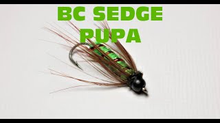 BC Sedge pupa [upl. by Nywled]