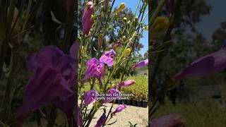 Southern California’s Three Native Penstemons [upl. by Georg]