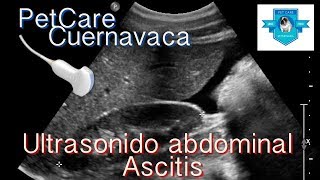 Ultrasonido de Abdomen en Canino con Ascitis [upl. by Dirgis]