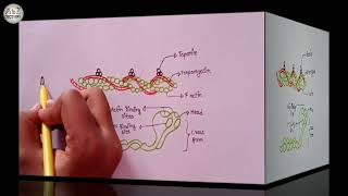 Diagram Of Actin Filament And Myosin Monomer  Drawing I Band And A Band  Biology Diagram [upl. by Atauqal]