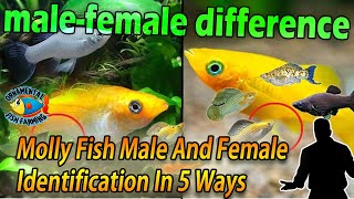 Molly Fish Male And Female Identification In 5 Ways  Molly Fish Gender [upl. by Delisle]