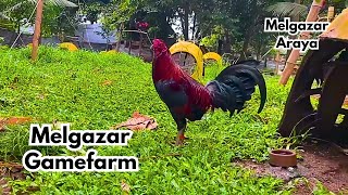 Big Farm in the Philippines Melgazar Gamefarm [upl. by Adniuqal580]