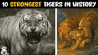 10 Most Powerful Tigers in History [upl. by Odom]