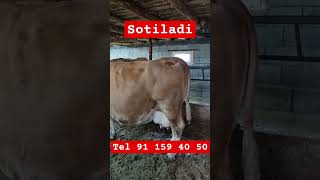 Simmental sigir sotiladi 911594050 shoshilinglar music rek bull simmental sigirlar angus [upl. by Aneelahs]