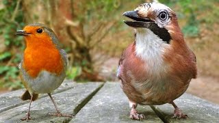 Juegos para Gatos  Ver Las Aves [upl. by Cooperstein]