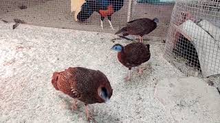 Great Argus amp Bornean Crested Fireback Pheasant Male in Backpheasantsquailschickenspheasanthow [upl. by Nairda]