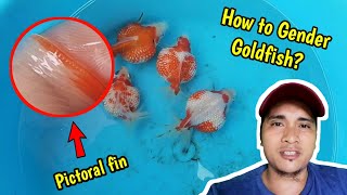 How to Gender Goldfish ping pong pearlscale  Goldfish male and female [upl. by Ahsataj]