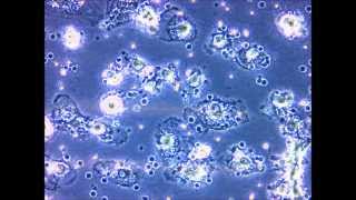 hepatocyte produced from human leukocytes via retrodifferentiation [upl. by Ainolopa]