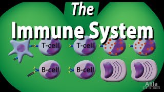 The Immune System Overview Animation [upl. by Raven]