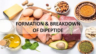 Formation and Breakdown of Dipeptide Drawing Tutorial [upl. by Melina872]