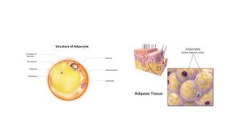 Adipose Tissue [upl. by Figge]