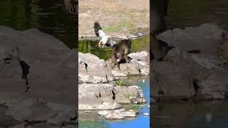 Brutal Baboon Attack Wild Ducks Defenseless Against Ruthless Predators [upl. by Auqeenahs514]