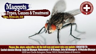 🦠 Maggots Myiasis Infestation  Types Symptoms and Treatment 🐛 [upl. by Lenora106]