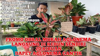 OBRAL AGLONEMA MURAH HANYA 20 RIBUANDi Kebun Sendiri [upl. by Hayley]