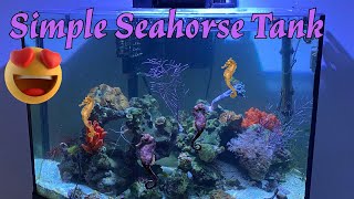 Simple Seahorse Tank [upl. by Kathi]